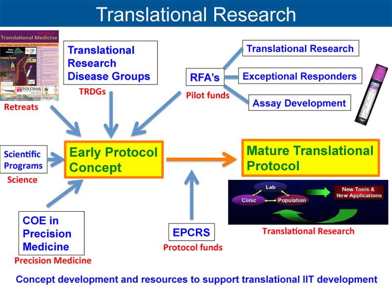 Translational Research Disease Groups Fox Chase Cancer Center