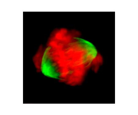 Link to /sites/default/files/styles/post_teaser_image_300x250_/public/images/blog/thumb/thumb_research_cell_CENP-E_0.png?h=7f412c8f&itok=CFq8Axey