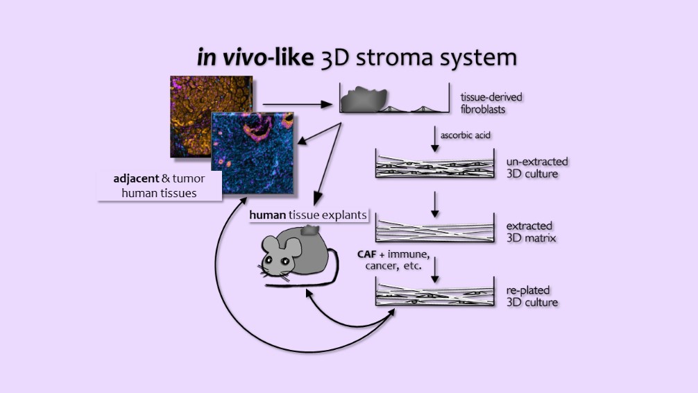 Cartoon depicting approaches commonly used by the Cukierman team to study desmoplastic stroma influences on tumorigenesis. Fresh surgical sample pairs of tumor and benign adjacent tissue are used to harvest fibroblastic cells, which are used to generate CDMs. The 3D cultures can be treated to extract the original cells, leaving the natural scaffold as a thin 3D coating material that can serve for culturing new cells. A plethora of cells, including fibroblasts, cancer cells, immune cells, nerves and more can