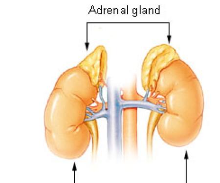A diagram depicting the adrenal glands right above the kidneys.