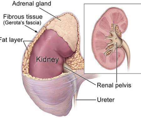 Link to /sites/default/files/styles/post_teaser_image_300x250_/public/images/blog/thumb/kidney-nci.jpg?h=423beabd&itok=LcH3m-nU