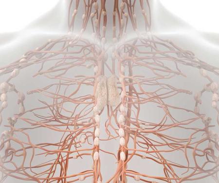 Link to /sites/default/files/styles/post_teaser_image_300x250_/public/lymphnodes.jpg?h=2240b8e9&itok=X2ZIW94u