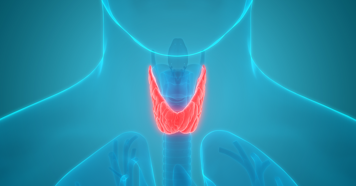 A digital rendition of a person's neck and shoulders, transparent to highlight the thyroid in the base of neck.